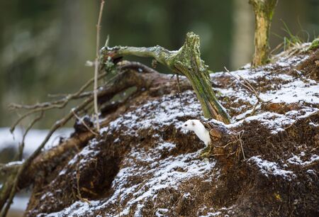 Small white least weasel on an old tree stump in winter forestの写真素材