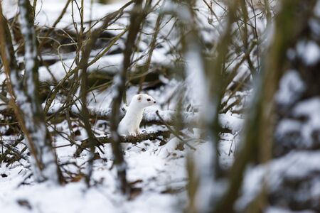 Small white least weasel between tree branches in snowy winter forestの写真素材