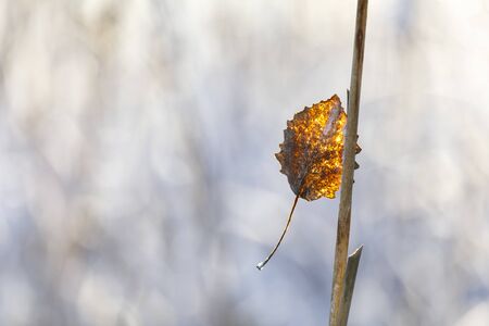 Closeup of dry golden tree leaf on a branchの写真素材