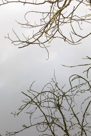 Reflection of bare tree branches on water in autumnの写真素材