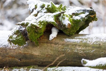 Small white least weasel on an old tree stump in winter forestの写真素材