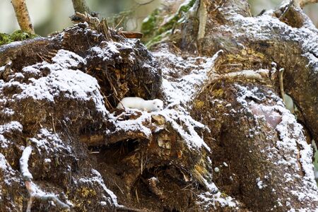 Small white least weasel on an old tree stump in winter forestの写真素材