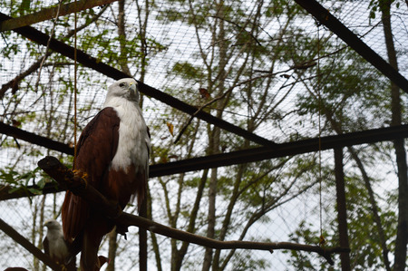 The lonely eagle in the cageの写真素材