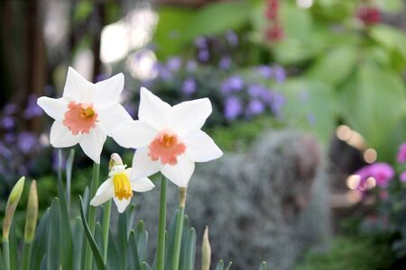 Narcissus