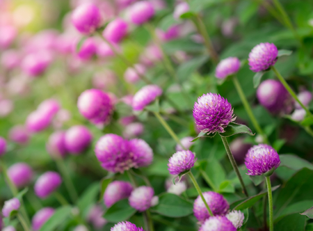 Purple flower blooming, Everlasting, Gomphrenaの写真素材