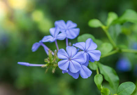 Blue flowers in gardenの写真素材