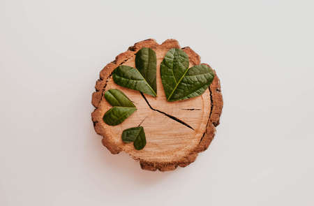 Wooden stump with green leaves on white background, top view.の写真素材