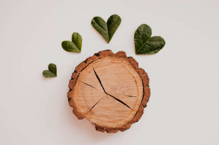 Wooden stump with green leaves on a white background.の写真素材