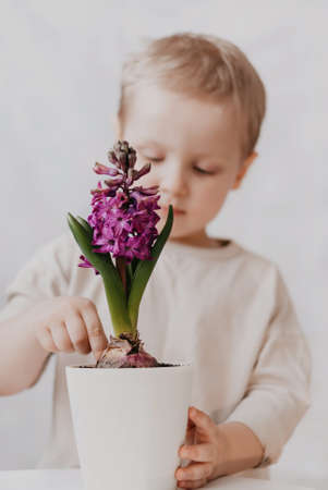 Cute little boy playing with hyacinth flower in a pot.