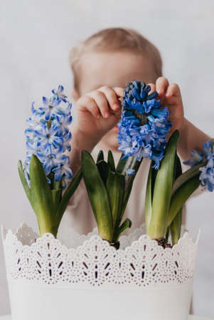 Cute baby boy playing with blue hyacinth flowers in white pot.の写真素材