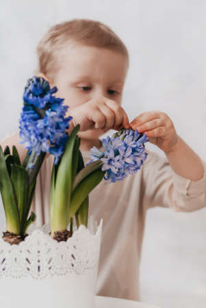Cute little boy with blue hyacinth flowers at home.の写真素材