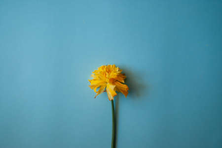 Yellow narcissus flower on blue background. Flat lay, top view.の写真素材