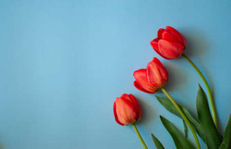 Three red tulips on a blue background. Place for text.の写真素材
