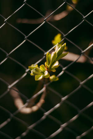 Young green leaves on the background of a chain link fence in the gardenの写真素材