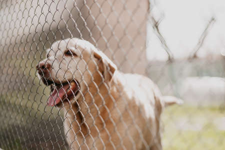 Labrador Retriever in a cage. Selective focus.