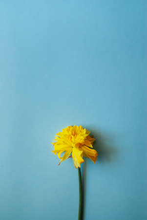 Yellow narcissus flower on blue background. Flat lay, top view.の写真素材