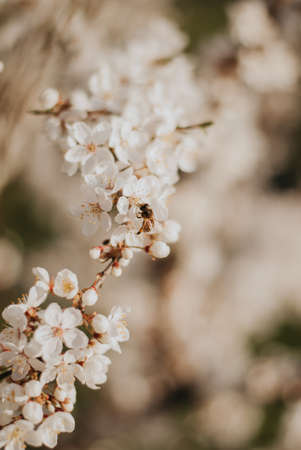Blooming branch of cherry tree with white flowers on blurred background.の写真素材