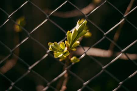A closeup shot of a green leafy plant growing through a wire fenceの写真素材
