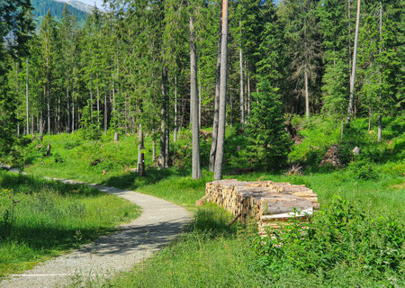 A trail in the forest, amidst several Pine trees, trees native to the region and, on the side of the...