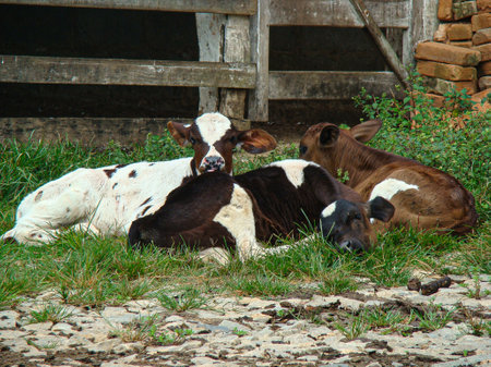 Three calves, painted black, brown, white, lying in the corral, on a stone and grass floor, in front of the wooden fence and, to the side, a pile of clay bricks.の写真素材
