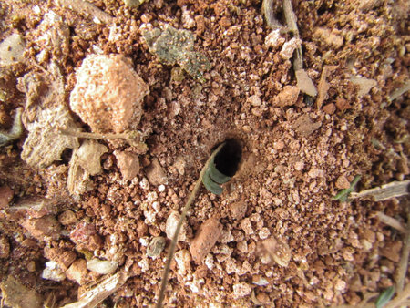 An anthill, in the middle of the earth, forming a hole amidst small and large stones, dry leaves and dry branchesの写真素材