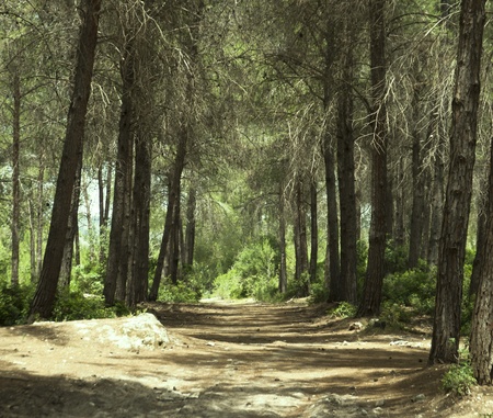 Dirt Road through a Forest in Springの写真素材