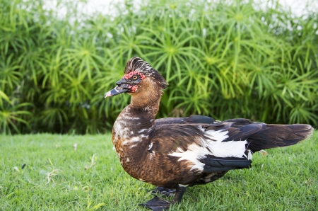 a Muscovy duck walking on a grassの写真素材