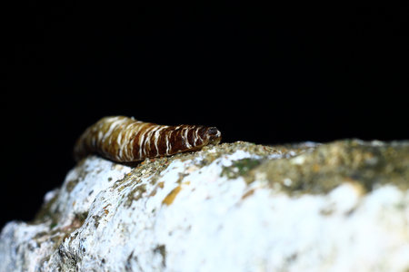 Caterpillar on a rock in the wild, closeup of photoの写真素材