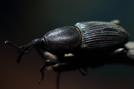 Close up of a black weevil on a tree branch with dark backgroundの写真素材
