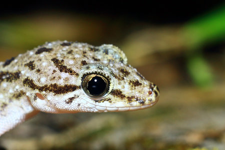 Close up of a common gecko (hemidactylus)の写真素材