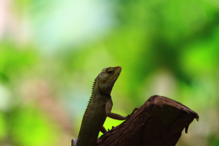 Lizard on the tree in the forest, closeup of photo