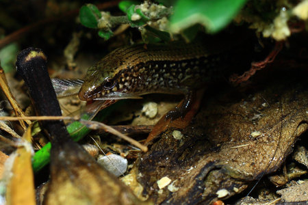 Lizard in the rainforest of Borneo, Malaysia.