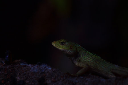 Lizard on the rock in the forest at night. Thailand.