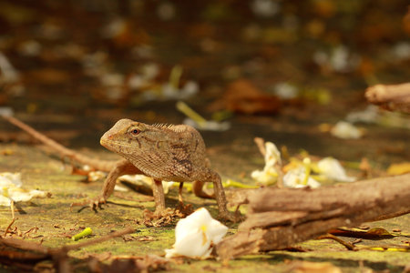 chameleon on the ground in forest, closeup of photoの写真素材
