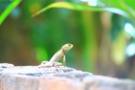 Lizard sitting on the rock in the garden, Chiang Mai, Thailand