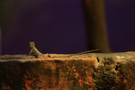 lizard on the wall in the garden at night, closeup of photo