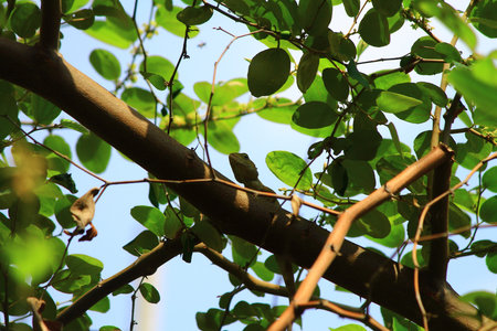 A small lizard sits on a tree branch and watches over the leaves.の写真素材