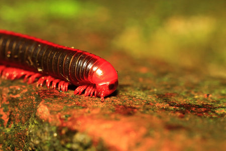 Red millipede on a stone in the garden, closeup of photoの写真素材