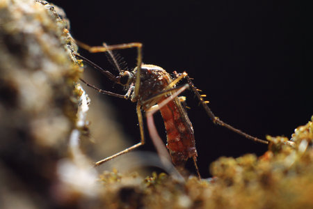 mosquito on a rock in the rainforest of Costa Rica