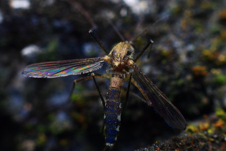 Mosquito on a rock in the wild. Close up.