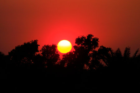 Beautiful sunset over the forest. Silhouettes of trees and the sun.の写真素材