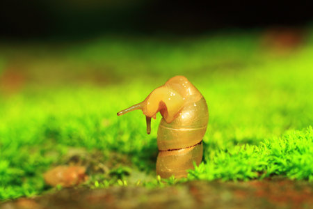 Snail crawling on the green moss in the forest, Thailand.の写真素材