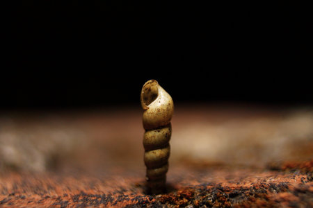 Macro of worm on a tree bark. Macro photography of insectの写真素材