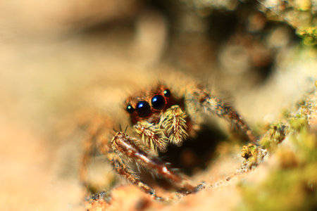 jumping spider macro close up in nature. super macro spider.