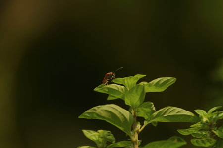 insect on the plant in the wild nature. macro.の写真素材