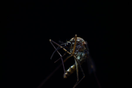 Mosquito on black background. Macro shot of a mosquito.