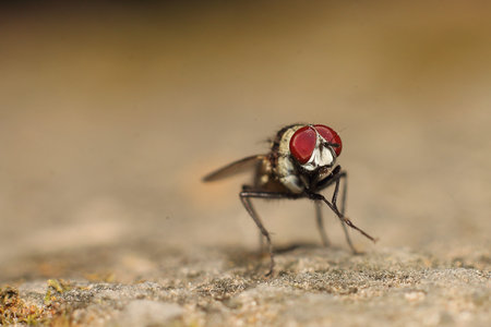 Fly on the ground in nature. Macro shot of a fly.