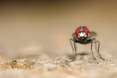 fly on the ground in the nature or in the garden. macro
