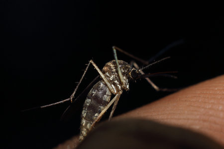 mosquito on the human body, close up of a mosquito