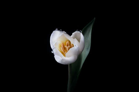 Beautiful white tulip with water drops close up photoの写真素材